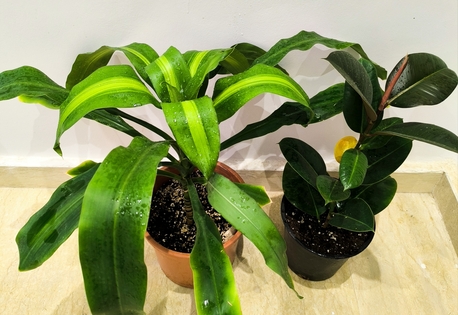 Al Iskan, Farm & Garden, SAR 5,  Agave Americana, Aloevera, Snake Plant, Amla, Ajwain, Flower, Rosemary Plants For 5-10 Sr