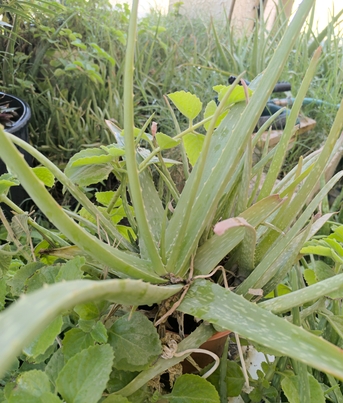 Al Iskan, Farm & Garden, SAR 5,  Agave Americana, Aloevera, Snake Plant, Amla, Ajwain, Flower, Rosemary Plants For 5-10 Sr