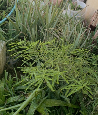 Al Iskan, Farm & Garden, SAR 5,  Agave Americana, Aloevera, Snake Plant, Amla, Ajwain, Flower, Rosemary Plants For 5-10 Sr