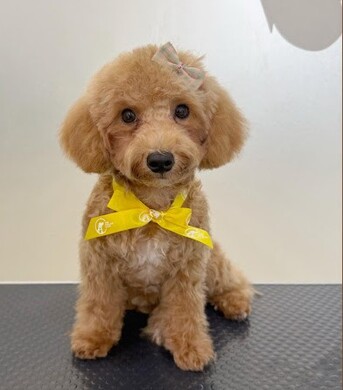 Singapore, Pet Sitting, Best Service For Dog Grooming In Punggol