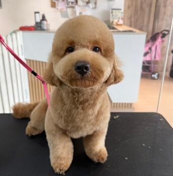 Singapore, Pet Sitting, Best Service For Dog Grooming In River Valley