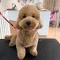 Best Service For Dog Grooming In River Valley