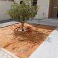 Indoor/outdoor Plants, Flowers And Gardening Service Providers