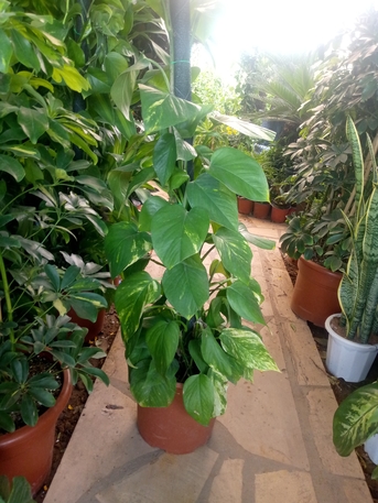 Riyadh, Farm/Garden, Indoor/outdoor Plants, Flowers And Gardening Service Providers