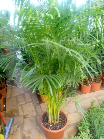 Riyadh, Farm/Garden, Indoor/outdoor Plants, Flowers And Gardening Service Providers