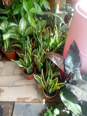 Riyadh, Farm/Garden, Indoor/outdoor Plants, Flowers And Gardening Service Providers