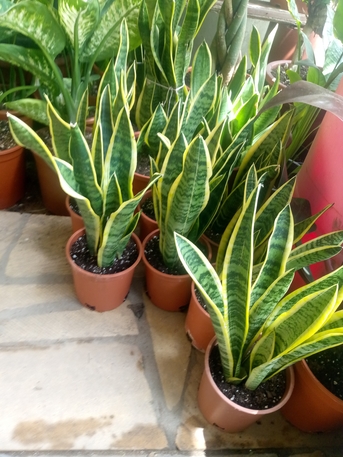 Riyadh, Farm/Garden, Indoor/outdoor Plants, Flowers And Gardening Service Providers