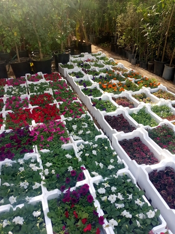 Riyadh, Farm/Garden, Indoor/outdoor Plants, Flowers And Gardening Service Providers