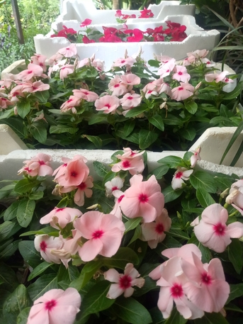 Riyadh, Farm/Garden, Indoor/outdoor Plants, Flowers And Gardening Service Providers