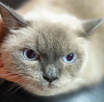 Singapore, Business, Best Cat Spa In Geylang