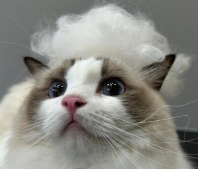 Singapore, Pet Sitting, Best Cat Lion Cut In Siglap