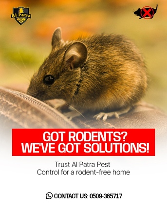 Jeddah, Pest Control, Cockroaches Control Service