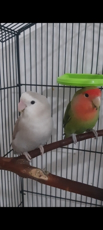 Jubail, Pet Supplies, SAR 500,  Breeding Love Birds Pair For Sale Healthy And Active(With Huge Fancy Cage)