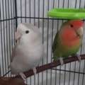 SAR 300,  2 Love Birds For Sale Healthy And Active(With Cage)