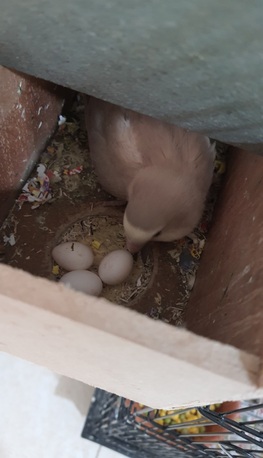 Jubail, Pet Supplies, SAR 500,  Breeding Love Birds Pair For Sale Healthy And Active(With Huge Fancy Cage)