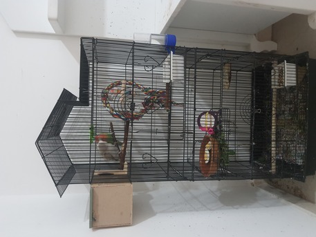 Jubail, Pet Supplies, SAR 500,  Breeding Love Birds Pair For Sale Healthy And Active(With Huge Fancy Cage)