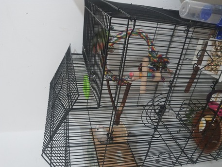 Jubail, Pet Supplies, SAR 500,  Breeding Love Birds Pair For Sale Healthy And Active(With Huge Fancy Cage)