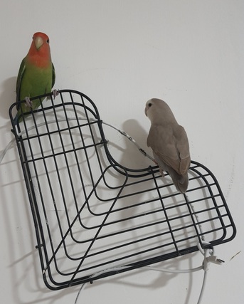 Jubail, Pet Supplies, SAR 500,  Breeding Love Birds Pair For Sale Healthy And Active(With Huge Fancy Cage)