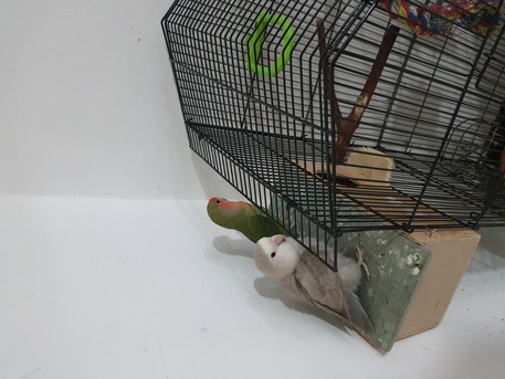 Jubail, Pet Supplies, SAR 500,  Breeding Love Birds Pair For Sale Healthy And Active(With Huge Fancy Cage)