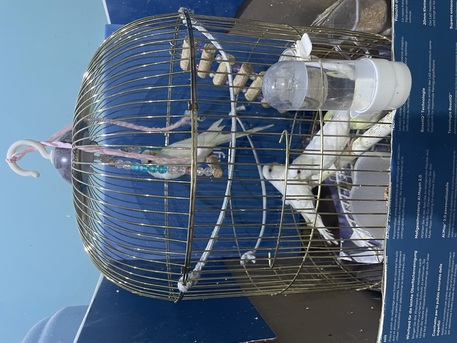 Dhahran, Pet Supplies, SAR 75,  TRAINED BIRDS FOR SALE