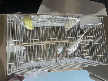 Dhahran, Pet Supplies, SAR 300,  TRAINED ALBINO Budgies BIRDS FOR SALE