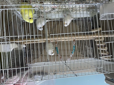 Dhahran, Pet Supplies, SAR 300,  TRAINED ALBINO Budgies BIRDS FOR SALE