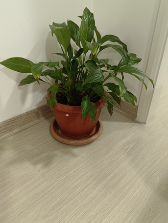 Manama, Farm & Garden, BD 15,  Household Plants For Sale