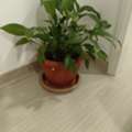 BD 15,  Household Plants For Sale