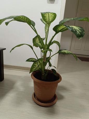 Manama, Farm & Garden, BD 15,  Household Plants For Sale