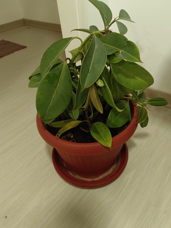 Manama, Farm & Garden, BD 15,  Household Plants For Sale