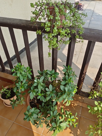 Manama, Farm & Garden, BHD 16,  Household Plants