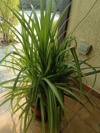 Manama, Farm & Garden, BHD 16,  Household Plants