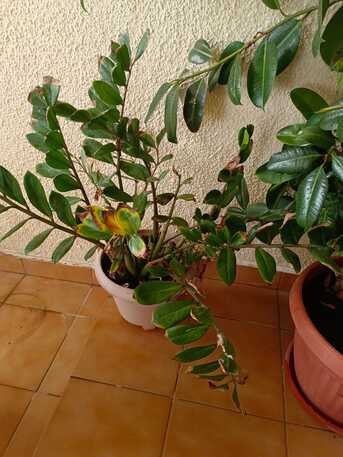 Manama, Farm & Garden, BHD 16,  Household Plants