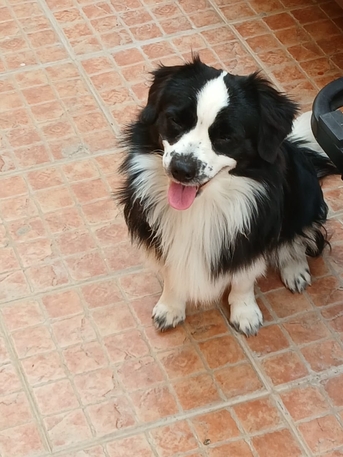Riyadh, Pet Supplies, SAR 1,  Pet For Adoption