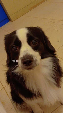 Riyadh, Pet Supplies, SAR 1,  Pet For Adoption