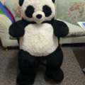 SAR 50,  Big Plush Giant Panda Bear, Only Whatsapp