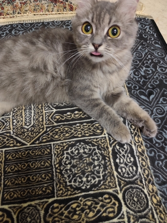 Khobar, Pet Supplies, SAR 1,  Female Cat For Adoption For Free