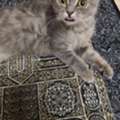 SAR 1,  Female Cat For Adoption For Free