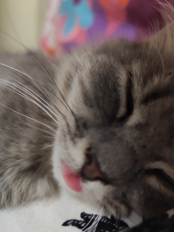 Khobar, Pet Supplies, SAR 1,  Female Cat For Adoption For Free