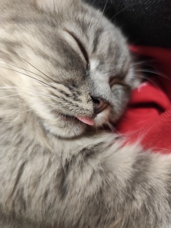 Khobar, Pet Supplies, SAR 1,  Female Cat For Adoption For Free