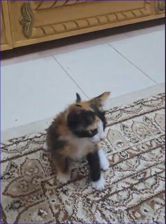 Riyadh, Pet Adoption, Persian Calico Lap Kitten - Free Adoption