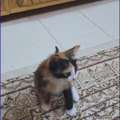 Persian Calico Fur Baby To Steal Your Heart