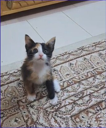 Riyadh, Pet Adoption, Persian Calico Lap Kitten - Free Adoption