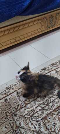 Riyadh, Pet Adoption, Persian Calico Lap Kitten - Free Adoption