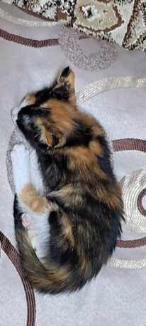Riyadh, Pet Adoption, Persian Calico Lap Kitten - Free Adoption