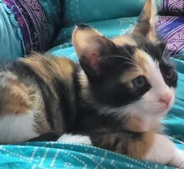 Riyadh, Pet Adoption, Persian Calico Lap Kitten - Free Adoption