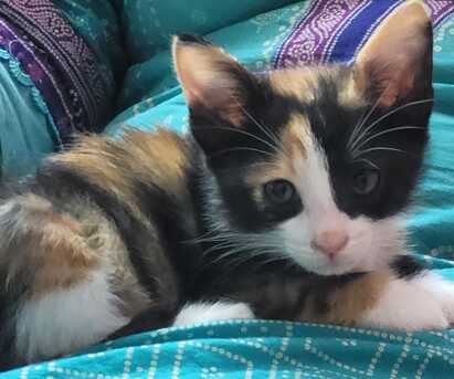 Riyadh, Pet Adoption, Persian Calico Lap Kitten - Free Adoption