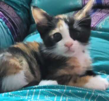 Riyadh, Pet Adoption, Persian Calico Lap Kitten - Free Adoption