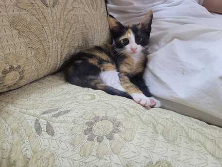 Riyadh, Pet Adoption, Persian Calico Lap Kitten - Free Adoption