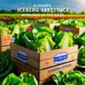 Iceberg Lettuce